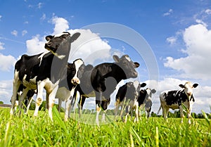 Holstein cows photo