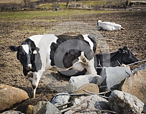 Holstein Cows Near an Old Stone Wall