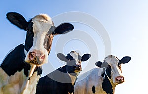 Holstein cows over blue sky photo