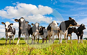 Holstein cows in the pasture