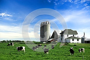 Holstein Cows In Pasture