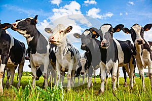Holstein cows in the pasture
