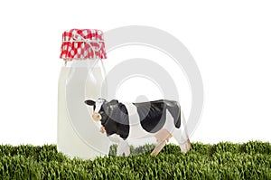 Holstein Dairy Cow Bottle of Milk