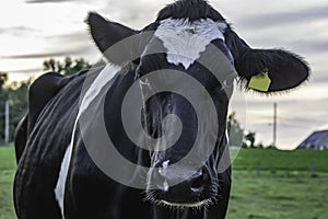 Holstein dairy cow close up