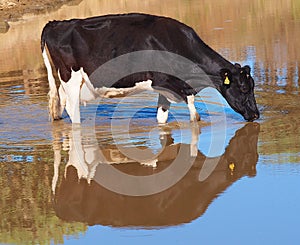 Holstein Dairy Cow enjoying a drink