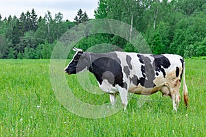 Holstein dairy cow feeding eating grass in a field pasture on summer day, natural organic dairy production concept