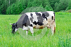 Holstein dairy cow feeding eating grass in a field pasture on summer day, natural organic dairy production concept
