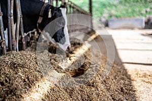 Holstein dairy cow with head through a stanchion to eat silage in a barn.