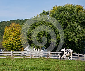 Holstein dairy cow in pasture