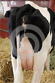 A Holstein dairy cow photographed from the rear, showing a pink udder