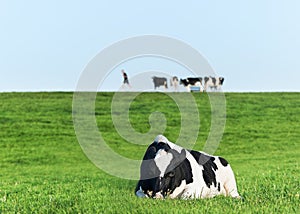 Holstein dairy cow resting on grass