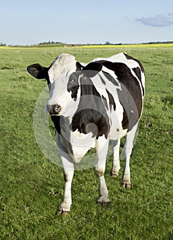 Holstein dairy cow
