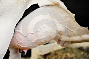 Holstein Dairy Cow Udder