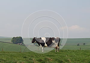 Holstein Dairy Cow in Upland Meadow