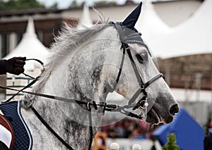 Holstein dressage horse Dapple gray with bridle