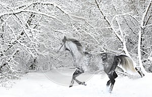 Holstein dressage horse Dapple gray with bridle