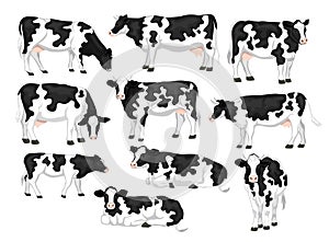 Holstein friesian black and white patched coat breed cattles set.