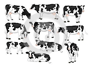 Holstein friesian black and white patched coat breed cattles set. photo