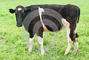 A Holstein-Friesian Calf