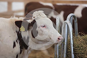 Holstein Friesian cattle