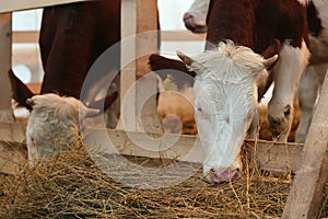 Holstein Friesian cattle eating