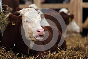 Holstein Friesian cattle photo