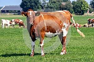 Holstein Friesian cow cattle