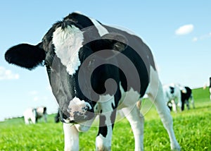 Holstein Friesian cow close-up