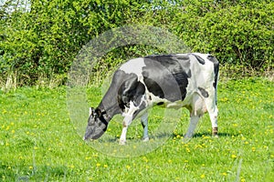 Holstein Friesian cow on green grass photo