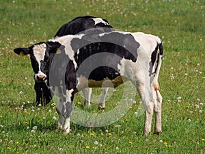 Holstein-Friesian cow pasturing on a meadow