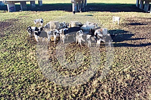 Holstein Friesian cows eating hay