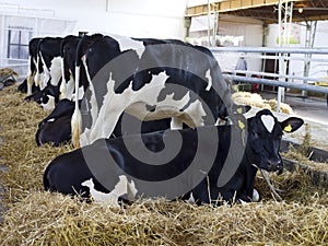 Holstein-Friesian cows