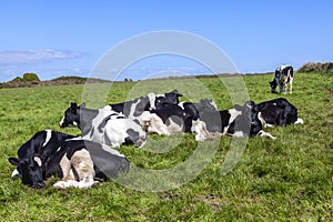 Holstein friesian cows