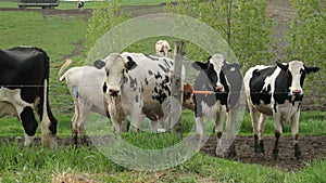 Holstein Friesians cattles in the pasture
