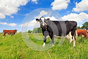 Holstein Friesians in spring