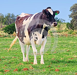 Holstein Jersey Dairy Cow