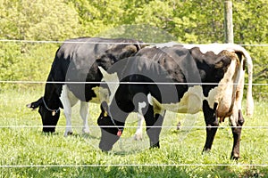 Holstein's black and white cows Charlton, Ma