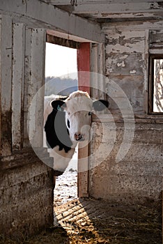 Holstein steer cow peaking into barn at farm. photo