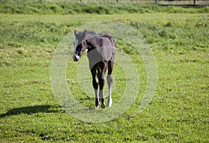 Holsteiner foal on pasture