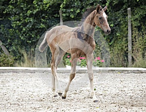 Holsteiner foals noble