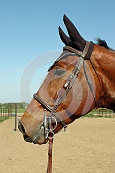 Holsteiner Gelding Profile