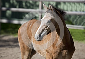 Holsteiner gray foal