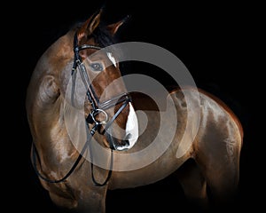 Holsteiner horse with bridle