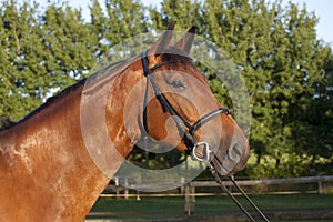 Holsteiner horse with bridle