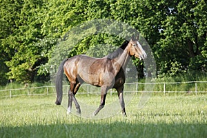 Holsteiner Horse on pasture