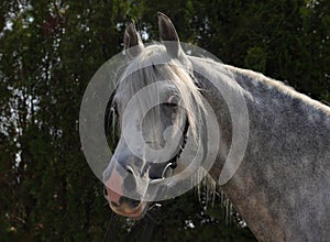 Holsteiner horse portrait in dark green summer background