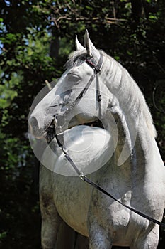 Holsteiner horse portrait in summer background