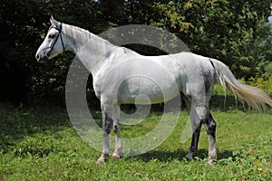 Holsteiner horse portrait in summer background