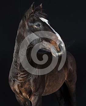 Holsteiner horse studio