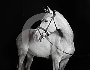 Holsteiner horse white against a black background